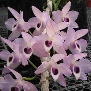 Dendrobium parishii var. coerulea sp.