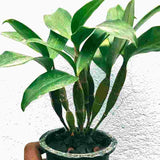 Dendrobium palpebrae sp.