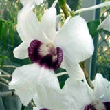 Dendrobium sanderae var. major