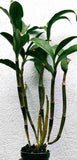 Dendrobium thyrsiflorum sp.