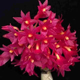 Dendrobium usitae 'Red Coral' sp.