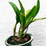 Epidendrum ciliare sp.
