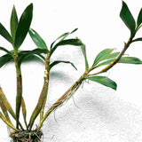 Dendrobium chrysotoxum var. sauvissimum (Big Plant)