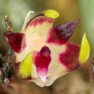 Bulbophyllum depressum sp.