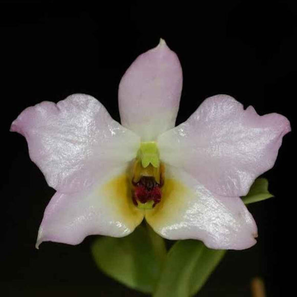 Dendrobium trantuanii sp.