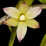 Dendrobium tetrodon sp.
