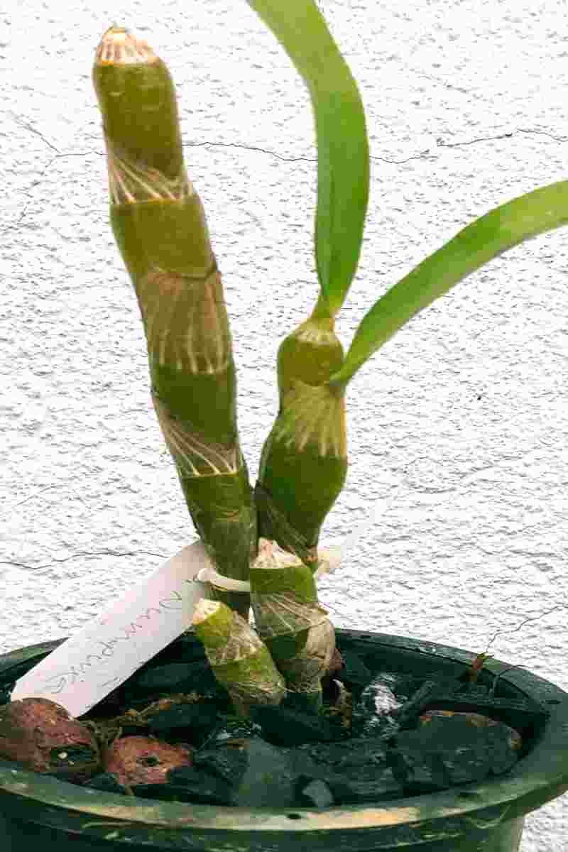 Dendrobium Numpuka – EXOTICA ORCHIDS