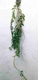Dendrobium aphyllum 'Krairit' Sp.-6ft. Long