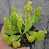 Sarracenia purpurea green