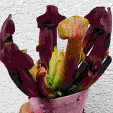 Sarracenia maroon