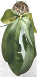 Phalaenopsis Gigabell (gigantea X bellina ) - Big Siz