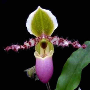 Paph. liemianum