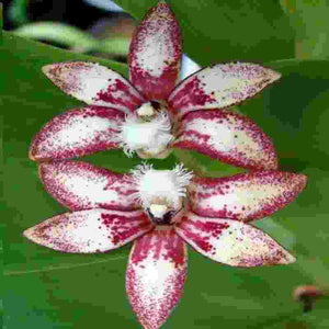 Dendrobium vandoides sp.