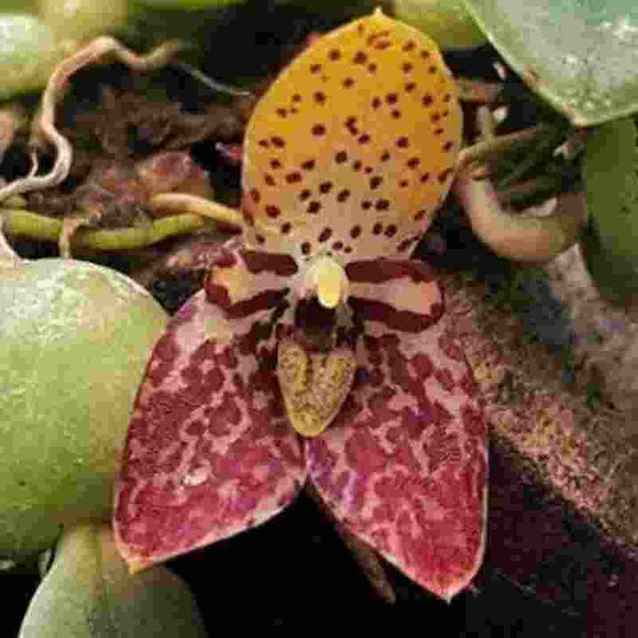 Trias / Bulbophyllum cambodiana sp.