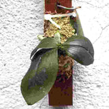 Phalaenopsis mirabilis sp.