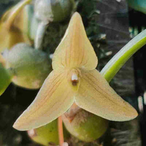 Trias / Bulbophyllum mollis sp.