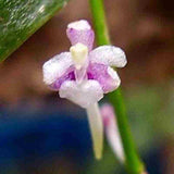 Saccolabiopsis pusilla sp.