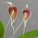 Bulbophyllum blumei sp.