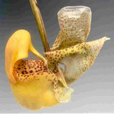 Coryanthes bruchmulleri sp.