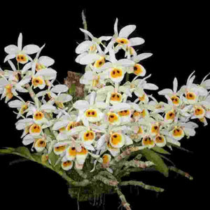 Dendrobium bensoniae Thai sp.