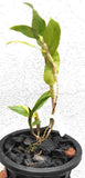 Dendrobium roslii sp.
