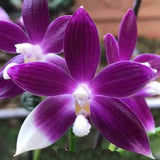 Phalaenopsis speciosa 'Purple Rose' sp.