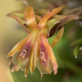 Epidendrum schlechterianum sp.