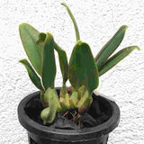Bulbophyllum Meen Garuda