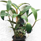 Dendrobium Hilda Poxon