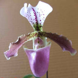 Paph. Spicerianum X Paph. Henryanum