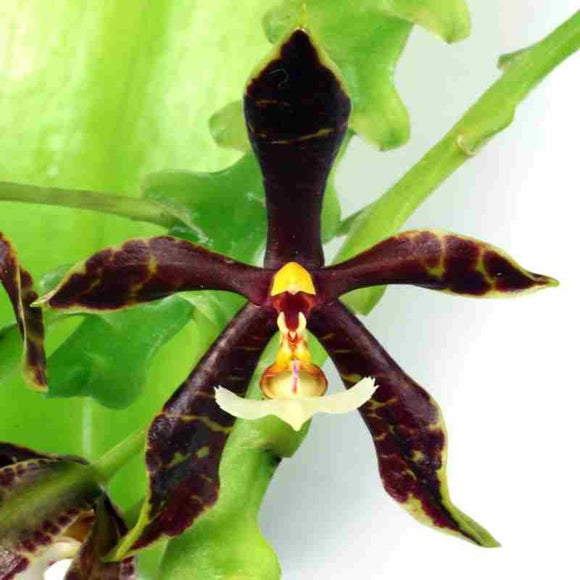 Phalaenopsis pantheriana 'Nicholas' - AM / AOS