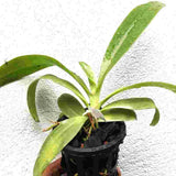 Phalaenopsis pantheriana 'Nicholas' - AM - AOS