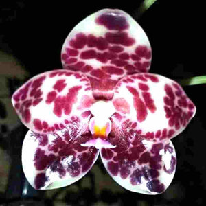 Phalaenopsis gigantea 'Red Spot' -MS