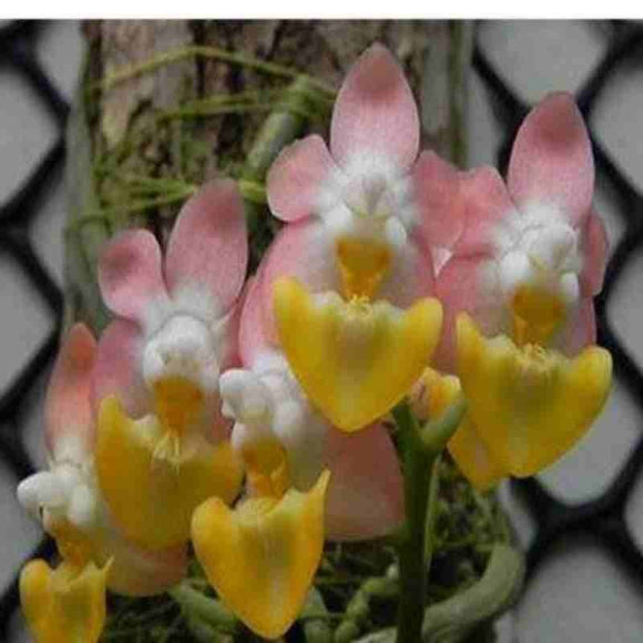 Phalaenopsis lobbii var 'Pink'