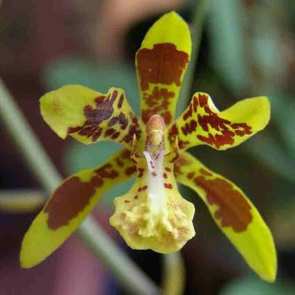 Graphorkis Scriptum Graphorkis concolor sp. – EXOTICA ORCHIDS
