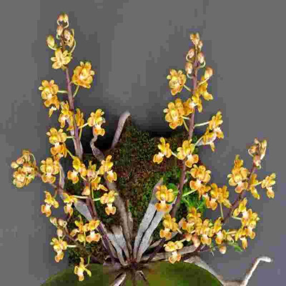 Phalaenopsis chibae sp.