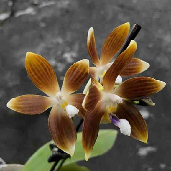 Phalaenopsis speciosa 'Jiaho Coffee' sp.