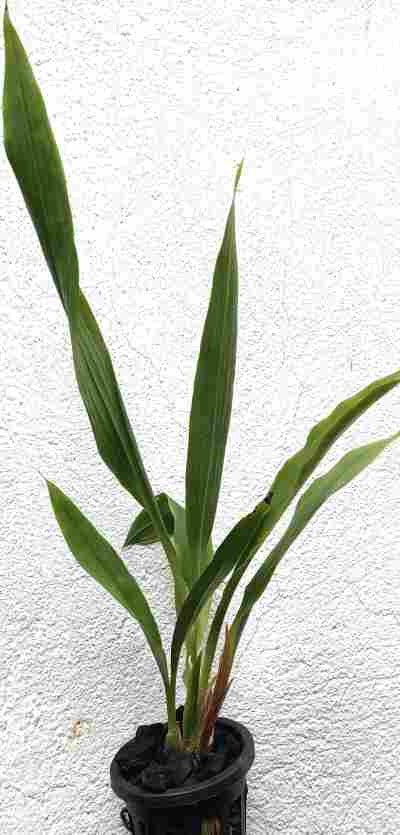 Zygonisia Murasaki 'Komachi' – EXOTICA ORCHIDS