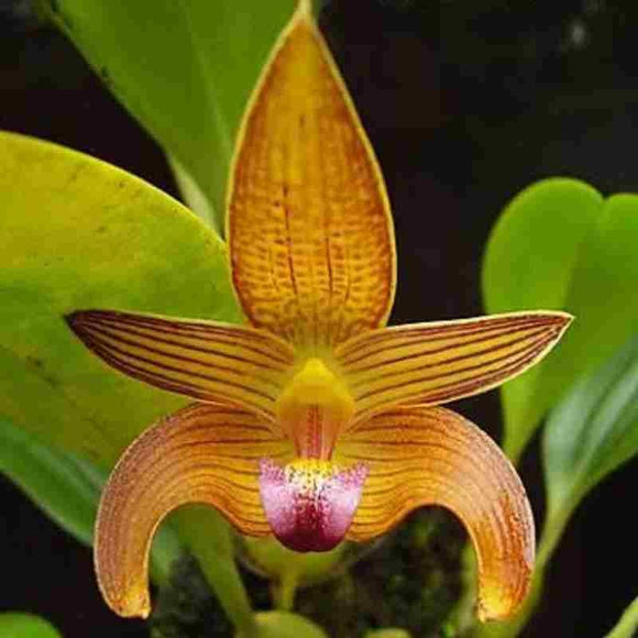 Bulbophyllum claptonense sp.