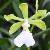 Encyclia cordigera var. alba sp.