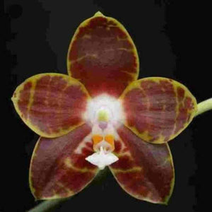 Phalaenopsis venosa sp