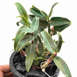 Dendrobium officinale ,'Variegated' sp.