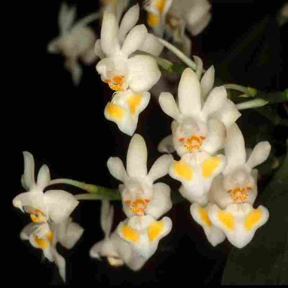 Phalaenopsis gibbosa sp.