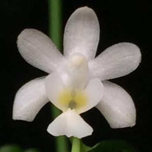 Phalaenopsis deliciosa fma. alba sp.
