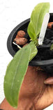 Phalaenopsis deliciosa fma. alba sp.
