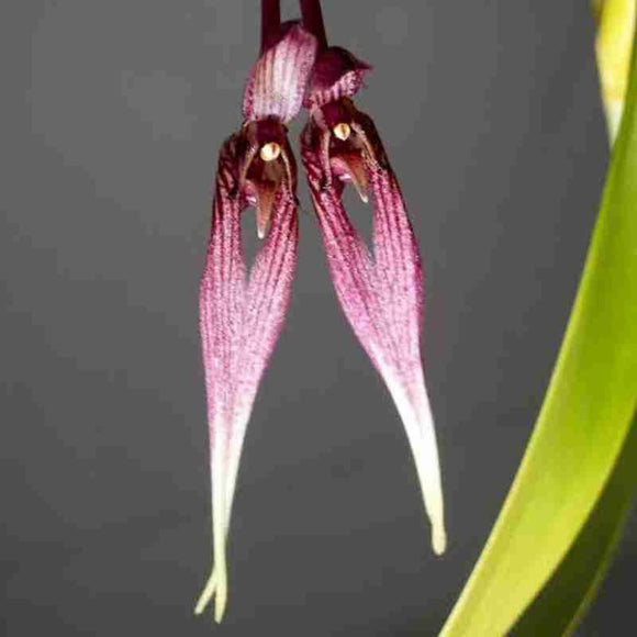 Bulbophyllum biflorum sp.
