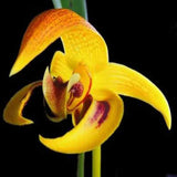 Bulbophyllum dearei sp.