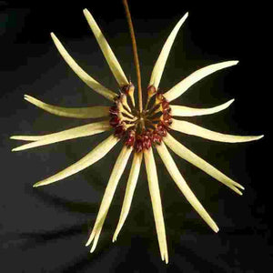 Bulbophyllum makoyanum sp.