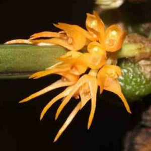 Bulbophyllum sutepense sp.