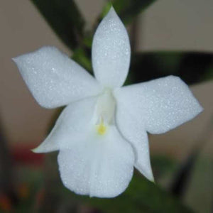 Dimerandra emerginata var. alba sp.